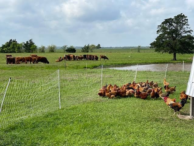 FROM PASTURE TO PLATE: PREMIUM POULTRY AND RUMINANT PRODUCTS YOU CAN TRUST